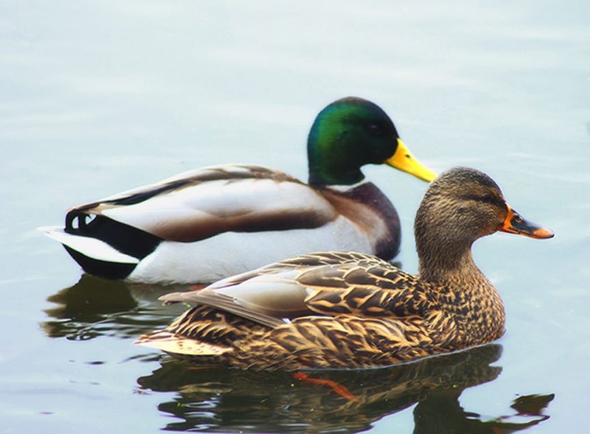 Two ducks swimming